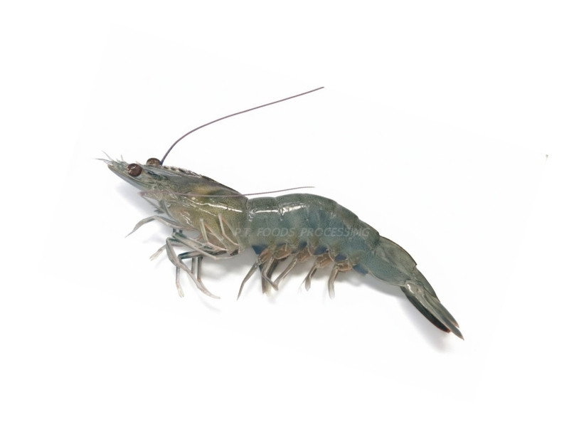 กุ้งขาว
