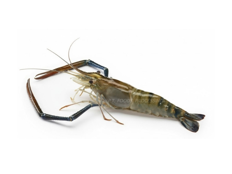 กุ้งแม่น้ำ